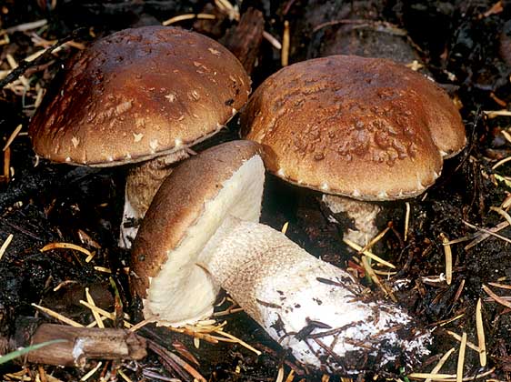 Leccinum brunneum